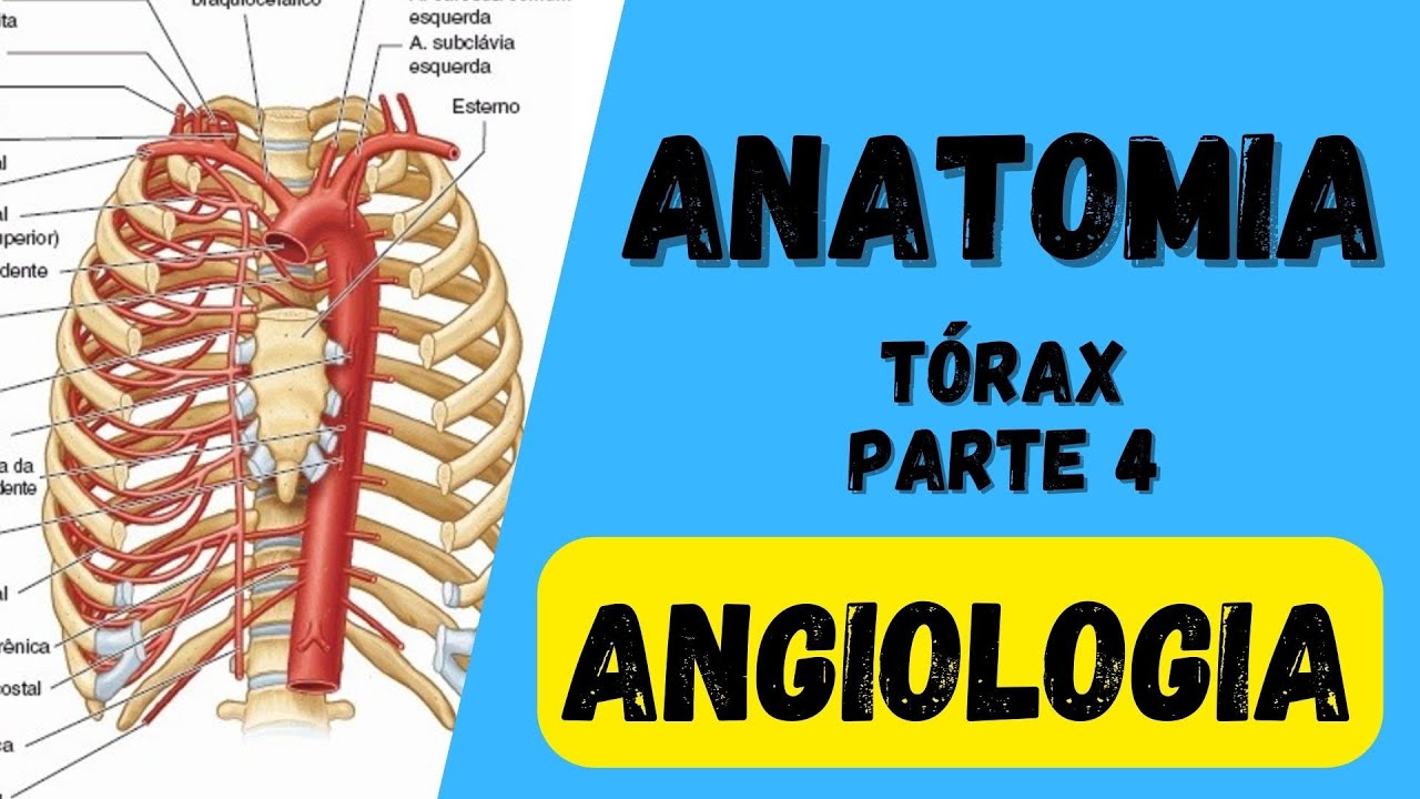 Angiologia do Tórax - Anatomia humana. Quais as artérias que vascularizam o tórax?