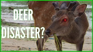 The Truth About Japan's Bowing Deer