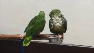 Birdline Uk Pop Up Parrot Show In Barnstaple