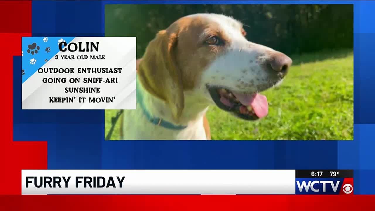 Furry Friday: Colin - YouTube