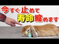 あなたのうさぎの寿命を短くする9つの間違い