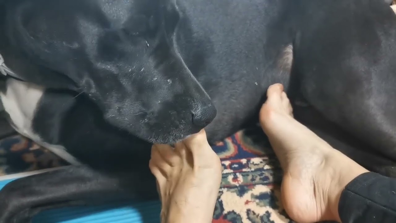 Oh this is funny: Kari the dog - morning exercise routine. Mummy, I can jump along!