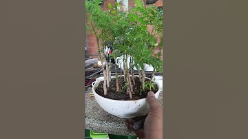 Tạo Hình Cụm Rừng Mini Bonsai: Nghệ Thuật Tinh Tế #bonsai #bonsaitree #caycanh #phongthuy