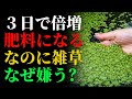 3 日ごとに倍増し、肥料の代わりになる — なぜ雑草と呼ばれるのでしょうか? | ガーデニング | 栽培 | 雑草対策