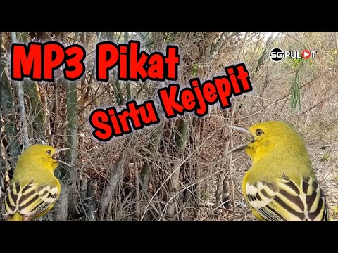 SUARA PIKAT SIRTU KEJEPIT PALING AMPUH UNTUK SIRTU YANG SUSAH TURUN