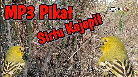 Sirtu Panik‼️,Suara Pikat Burung Sirtu Kejepit Ribut