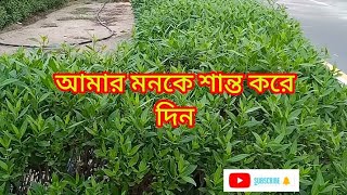 Video Download