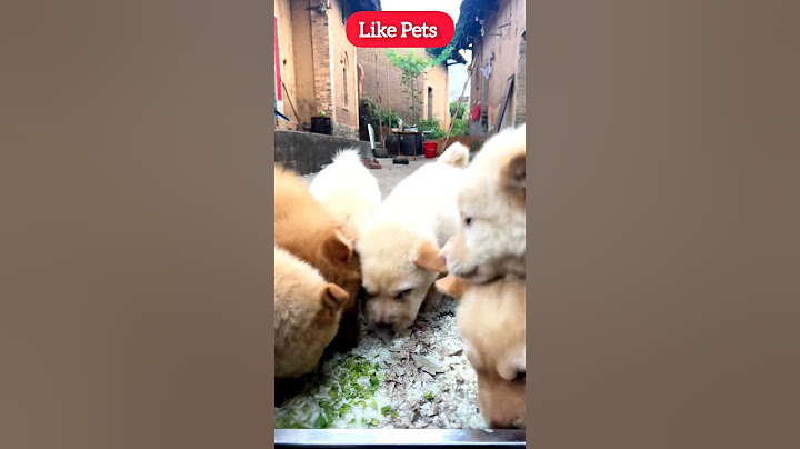 Today we’re eating braised duck liver rice #CutePet #VillageDog #Countryside