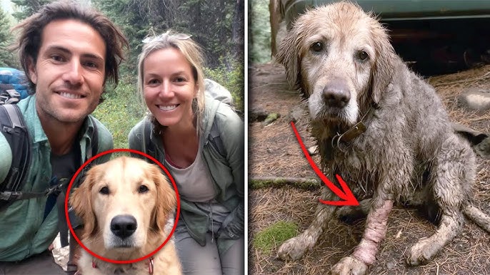 Mother And Son Vanished In Yosemite – 8 Months Later Their DOG Returns Alone With THIS... - YouTube
