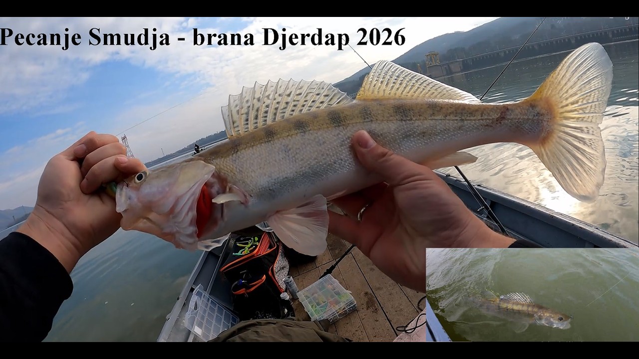 Pecanje Smudja kod brane Djerdap 1 - Kladovo ( Epizoda 2 )