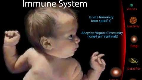 Lymphatic System, Part 2