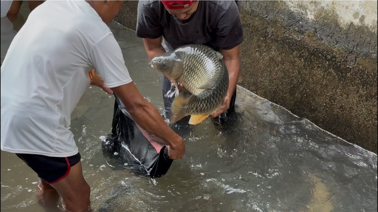 PROSES PANEN IKAN MAS JUMBO BUAT KIRIM PEMANCINGAN GALATAMA BHS