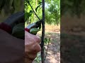 How to Prune a 1-Year-Old Plum Tree for Fast Growth 🍑✂️#plumpruning #satisfying #shorts #ukfarming