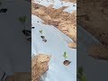 ग्राफ्टेड बैंगन की खेती पौधे से पौधे की दुरी #farming