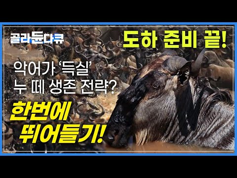 라이언킹에서 보던 &amp;#39;누 떼 대이동&amp;#39; 실감해 보기ㅣ땅이 울리는 엄청난 위력! 수 백 마리 누 떼 대이동 ㅣ세계테마기행ㅣ#골라듄다큐