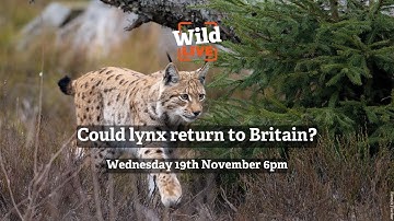 Wild LIVE: Could lynx return to Britain?