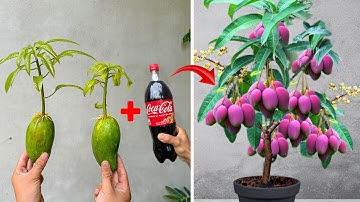 TOP TECHNIQUE for propagating MANGO trees with Coca Cola for super growth for extremely high yields