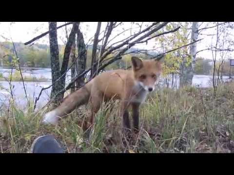 Video: Luonnon Ja Modernismin Kesyttäminen