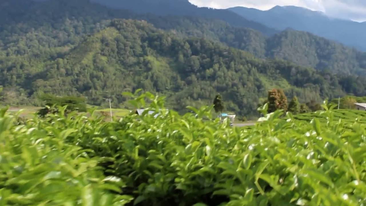 Tempat Wisata  Kebun Teh Solok  Alahan  Panjang  YouTube