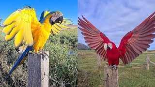 PARROT BIRD🦜 Funny Parrot And Cute Parrots Videos Compilation #06 - Funny Pets Life by CLONDHO TV 231 views 2 years ago 8 minutes, 50 seconds