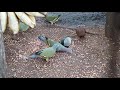 Negros fruit dove
