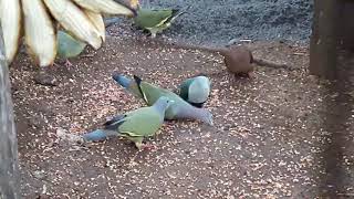 Negros fruit dove