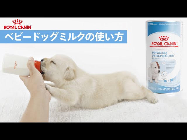 ロイヤルカナン】ベビードッグミルクの使い方 - YouTube