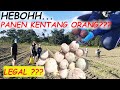 BAWA KARUNG PUNGUT/NGASAK  KENTANG SISA PETANI JERMAN.