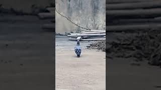 Download Lagu 100 × zoomeing camara Samsung S 24 ultra #phonk #drift #music #beats #short #jspc #cricket MP3