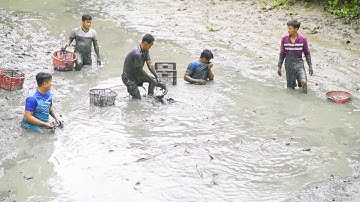 Tát Đìa Lâu Năm Bắt Cá Vồ Đém Khủng | Nét Quê #304