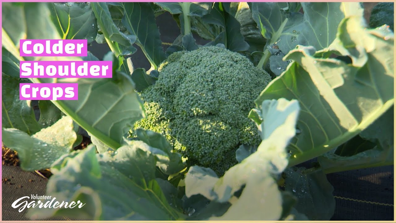 Colder Shoulder Season Crops | Volunteer Gardener