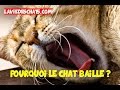 Pourquoi Le Chat Baille 