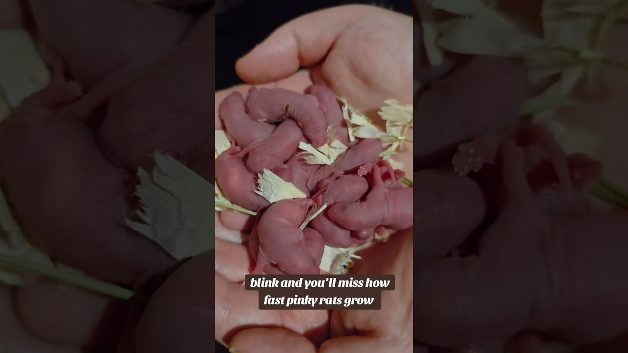 blink and you'll miss them grow up! 