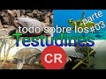 Todo sobre las tortugas, lista de especies en CR (loquendo) parte 3
