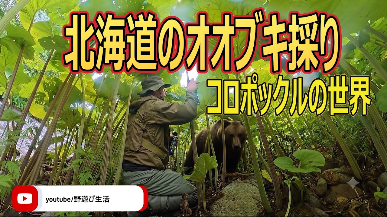 北海道のオオブキを採る コロポックルの世界 - YouTube