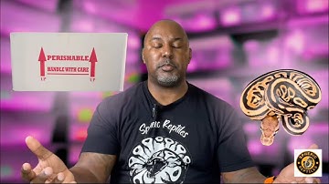 New Breeder Tips: Growing Your Ball Python Projects with Holdbacks & Smart Acquisitions!