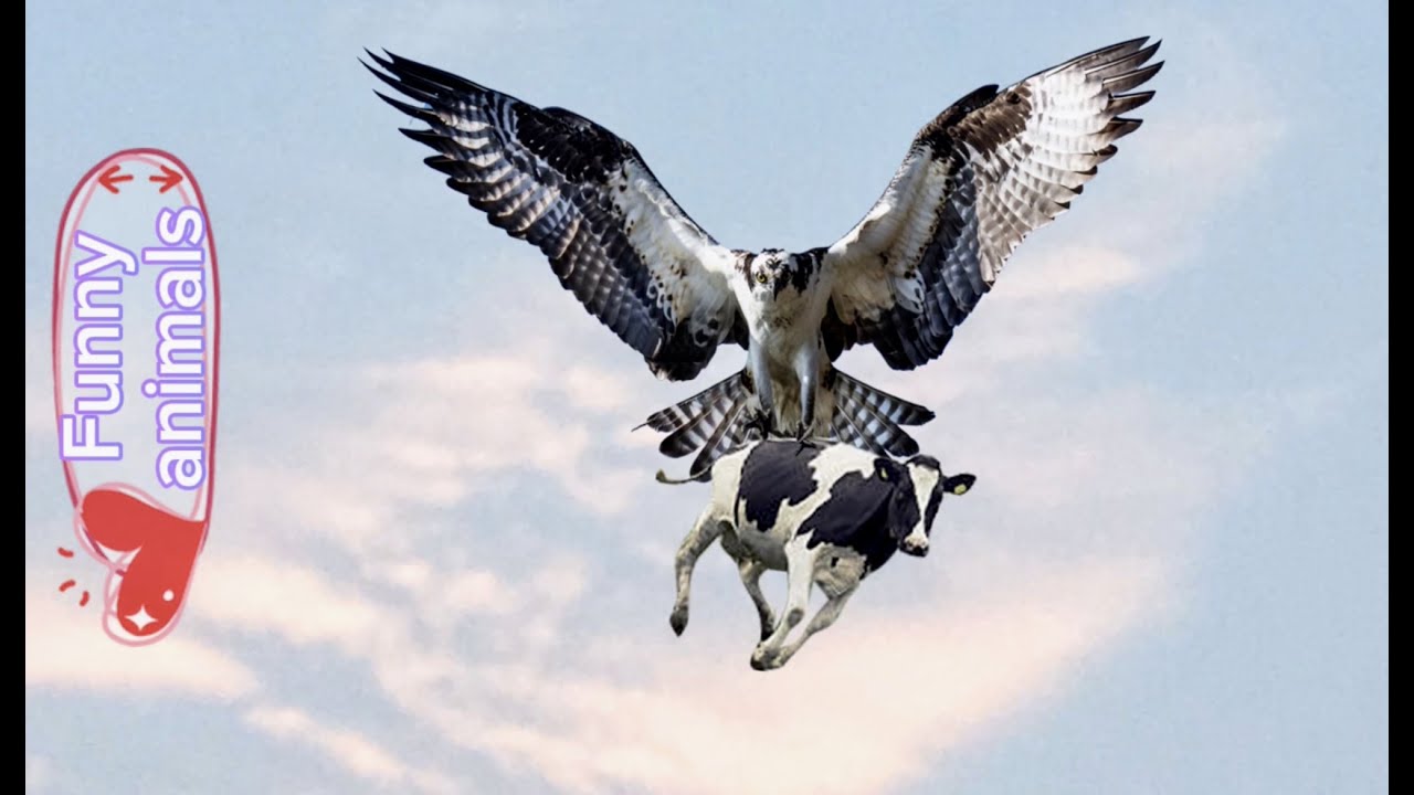 Funny animals 2023 #50 Funnybirds Funnyanimals best animals