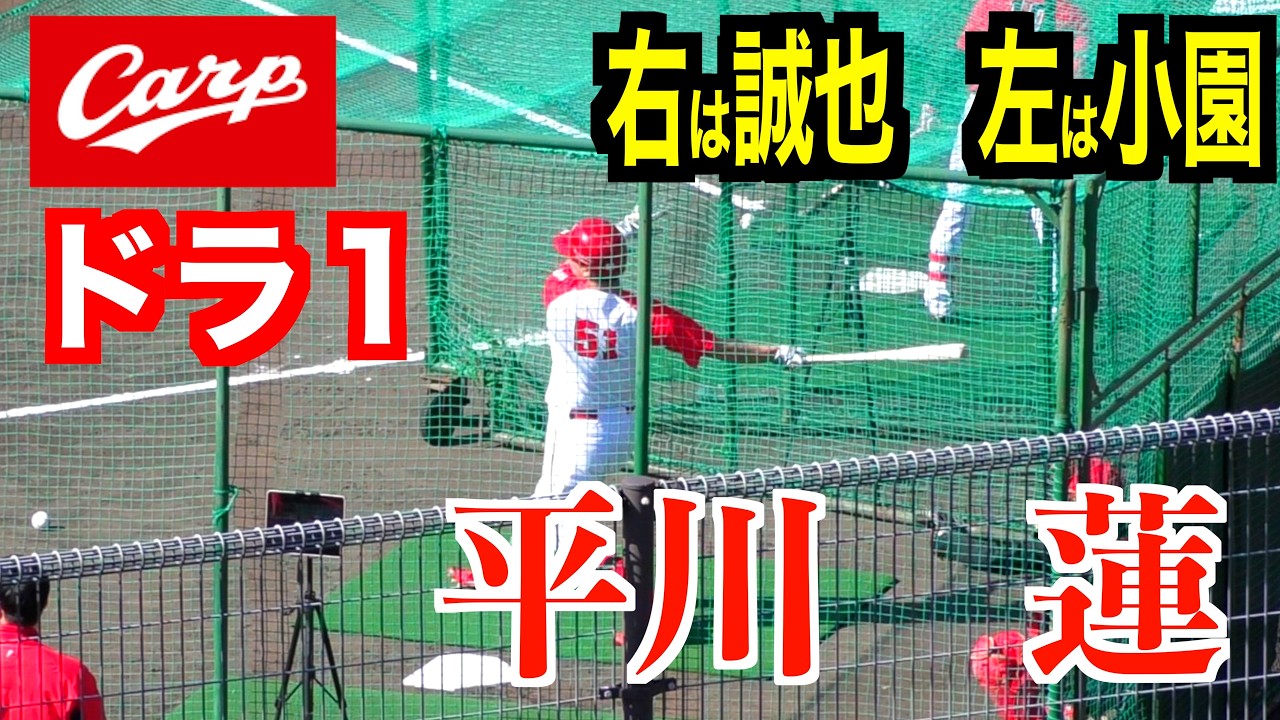 広島東洋カープ 平川蓮選手♯51 直筆サインボール 2026日南キャンプ