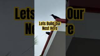 Crows Looking for “New Houses” #crow #meeting #waterfront