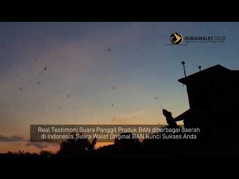 testomoni-suara-walet-original-ban