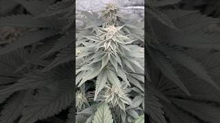 Moby Dick - Flower 🌺 Day 41 - Coco