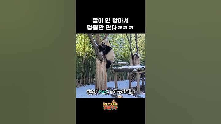 다리가 짧아 슬픈 판다, 그러나 러스타