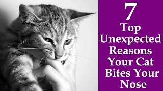 Why Does My Cat Bite My Nose: 7 Top Unexpected Reasons