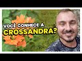 CROSSANDRA | Conheça e saiba como cuidar