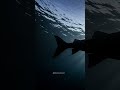 EPIC Silhouette Ancient Fish Meets the Galaxy