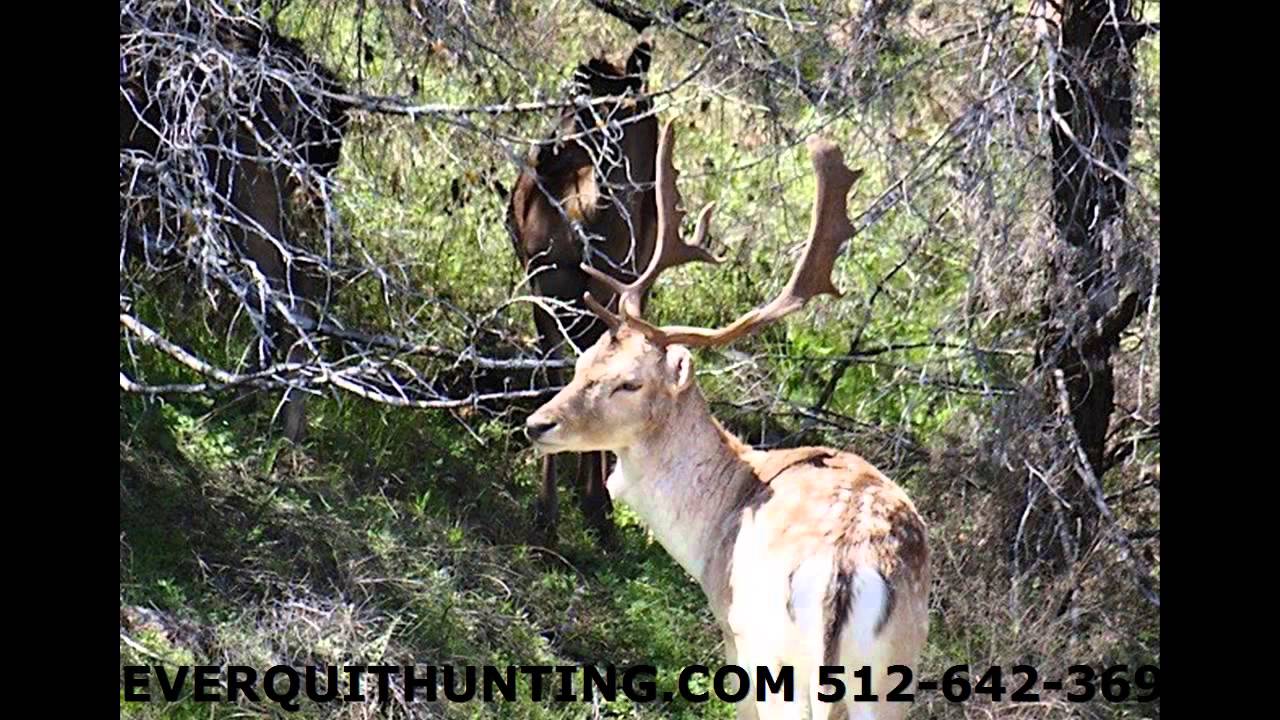 EXOTICHUNTING LLANO, TX 281-516-8064 DEER HUNTING 