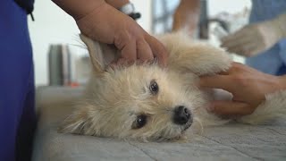Celebrity canine is cloned in China
