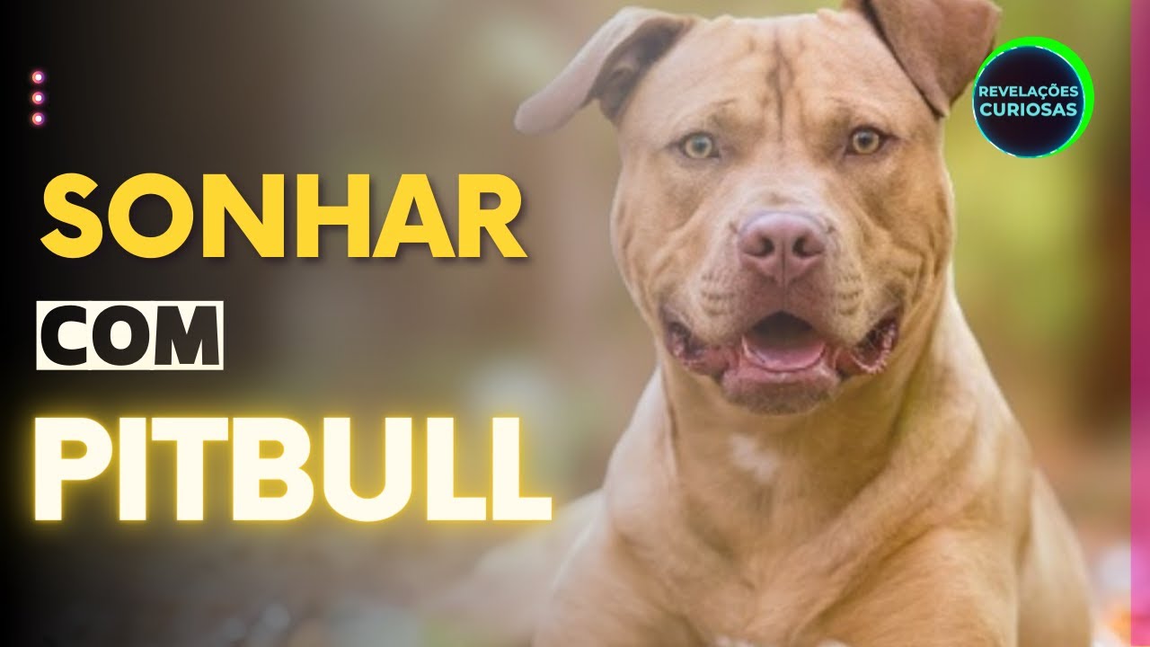 SONHAR COM PITBULL: Qual o significado de sonhar com pitbull? Entenda ...