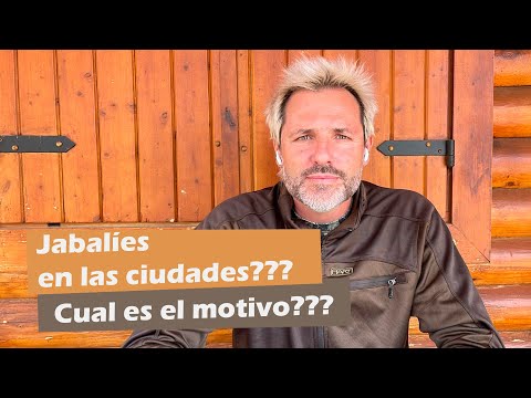 ¿JABALÍES EN LAS CIUDADES? ¿ Cual es el motivo?