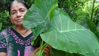 Healthy Foods / Cooking Green Taro Leaves in my Village by my Mom / Village Life